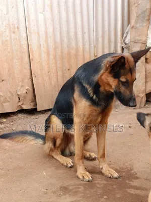 1+ year Male Purebred German Shepherd