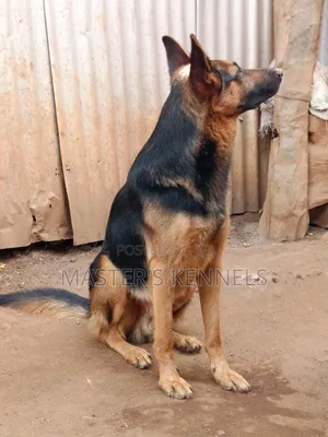 1+ year Male Purebred German Shepherd