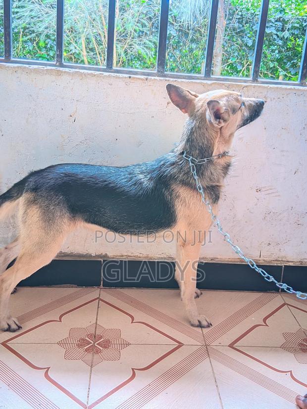 6-12 months Female Mixed Breed German Shepherd - thumbnail 3