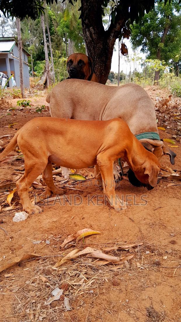3-6 months Male Purebred Boerboel