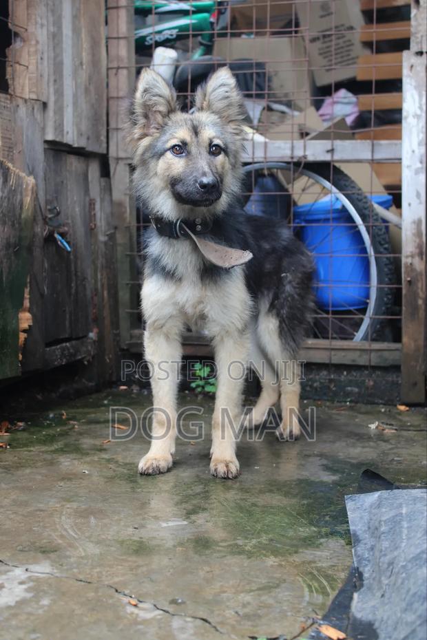 3-6 months Female Purebred German Shepherd - main view