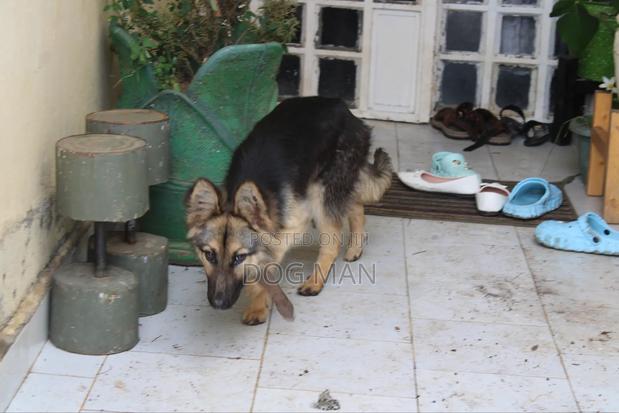 3-6 months Female Purebred German Shepherd - thumbnail 2
