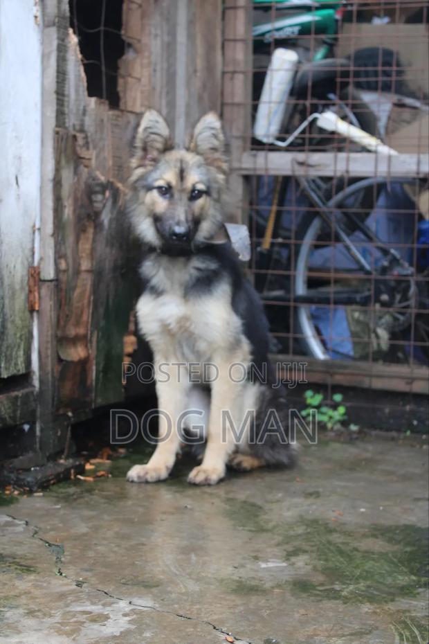 3-6 months Female Purebred German Shepherd - thumbnail 3