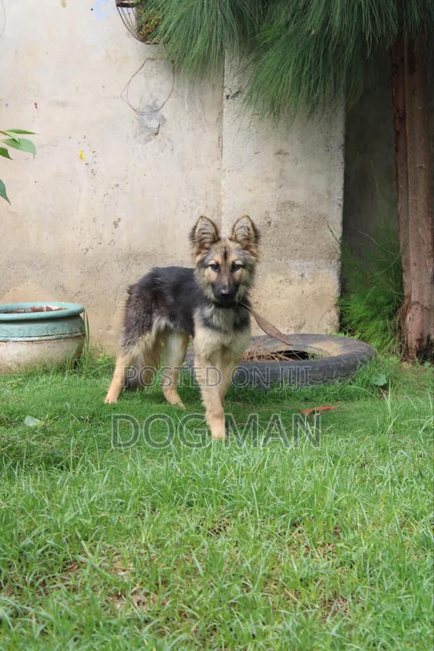 3-6 months Female Purebred German Shepherd - thumbnail 4