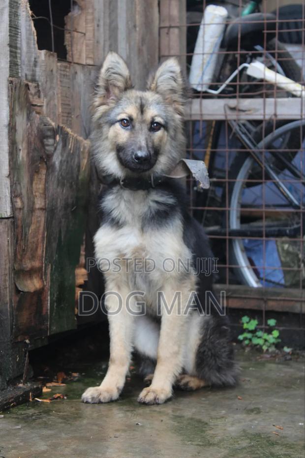 3-6 months Female Purebred German Shepherd - thumbnail 5