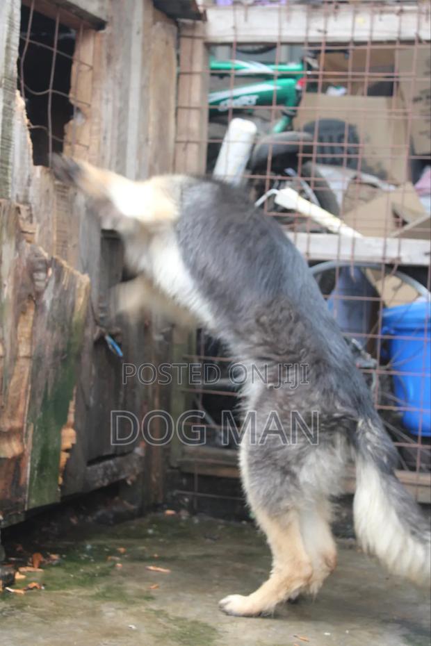 3-6 months Female Purebred German Shepherd - thumbnail 6