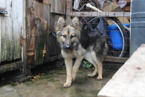 3-6 months Female Purebred German Shepherd - thumbnail 7