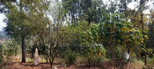 A 1.001 Acre Land With a 2 Bedroom Self Contained House on It.