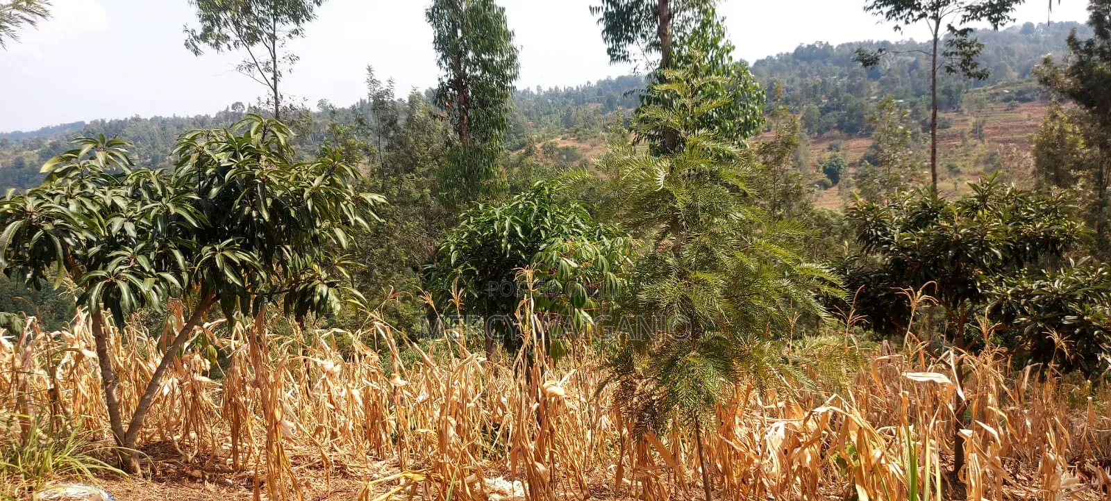 A 1.001 Acre Land With a 2 Bedroom Self Contained House on It.