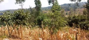 A 1.001 Acre Land With a 2 Bedroom Self Contained House on It.