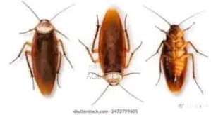 Pest Control/Fumigation