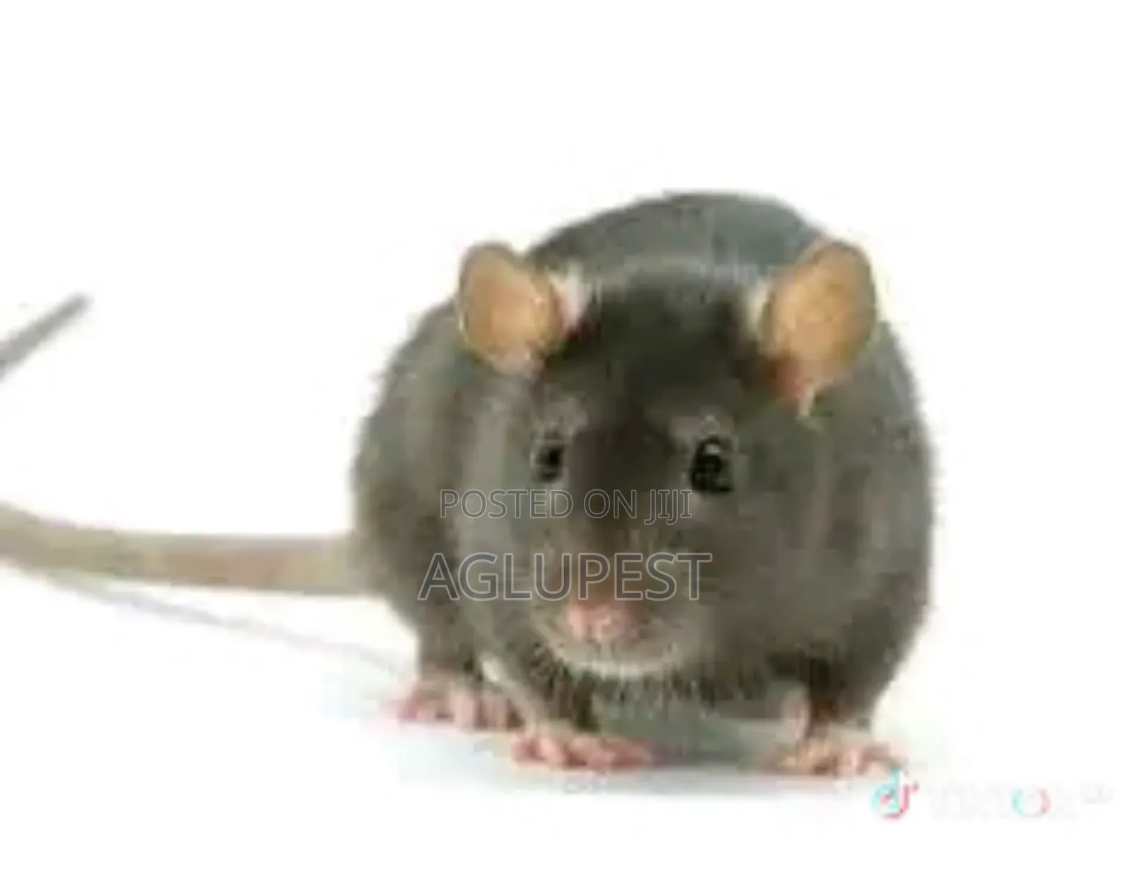 Pest Control and Disinfection