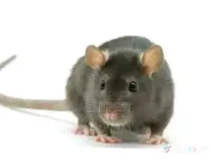 Pest Control and Disinfection