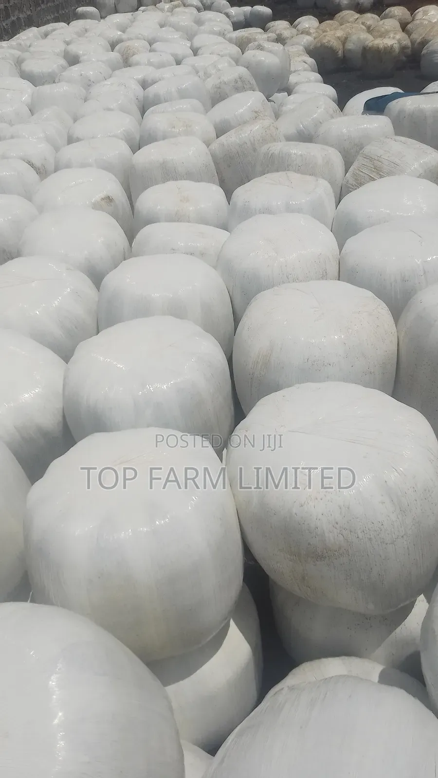 Polythene Wrapped Silage (Corn Silage)