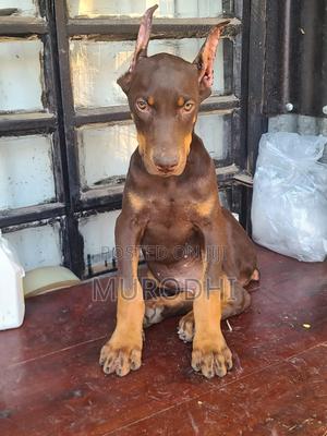 3-6 months Male Purebred Doberman Pinscher - thumbnail 2