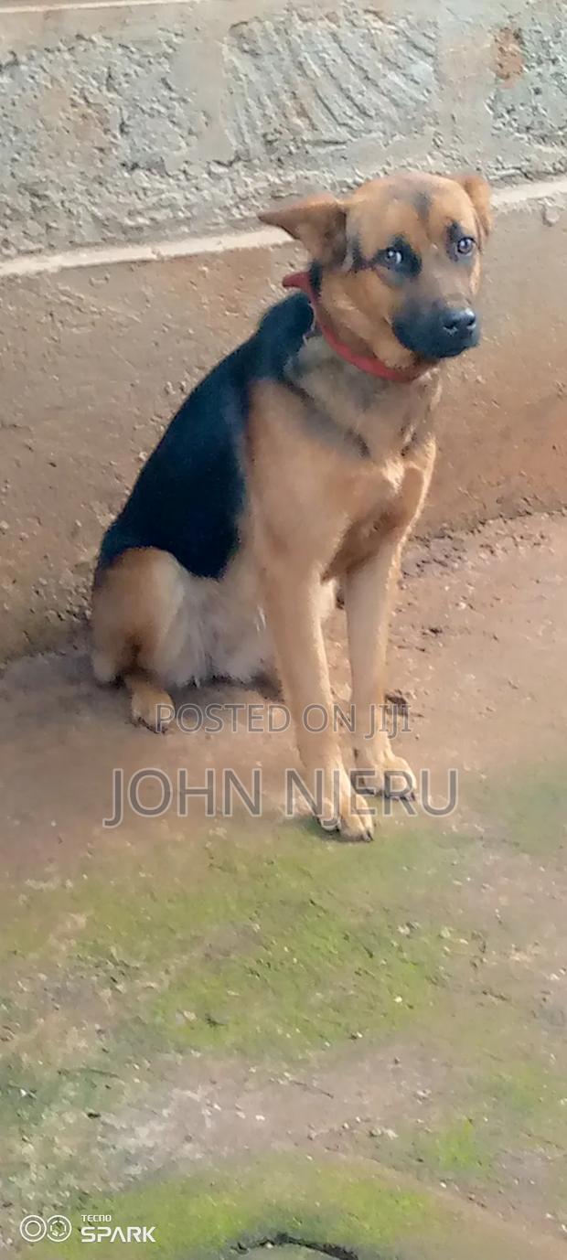 6-12 months Female Purebred German Shepherd - main view