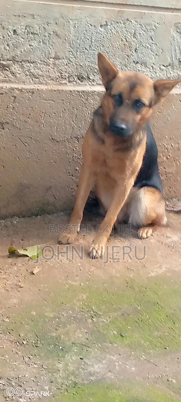 6-12 months Female Purebred German Shepherd - thumbnail 3