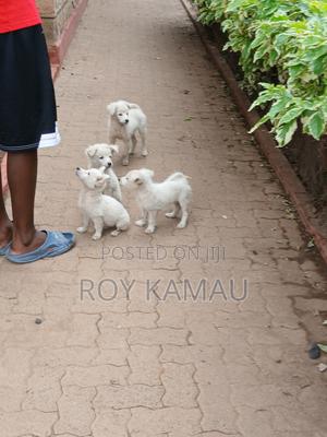 1-3 months Female Purebred Japanese Spitz - thumbnail 2