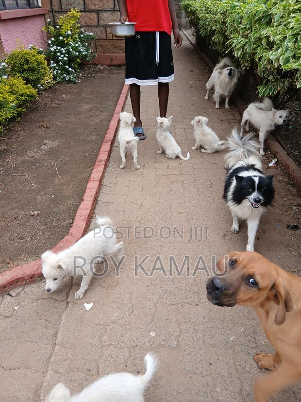 1-3 months Female Purebred Japanese Spitz - thumbnail 4