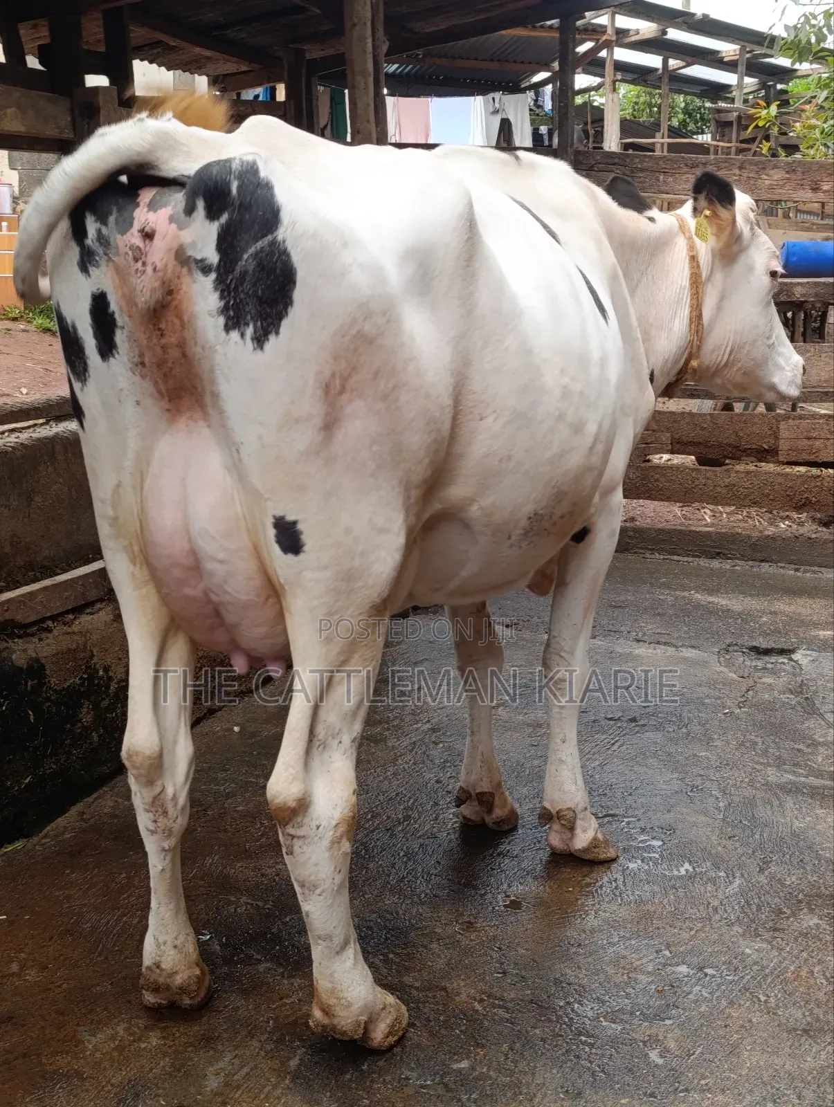 Holstein Dairy Cow