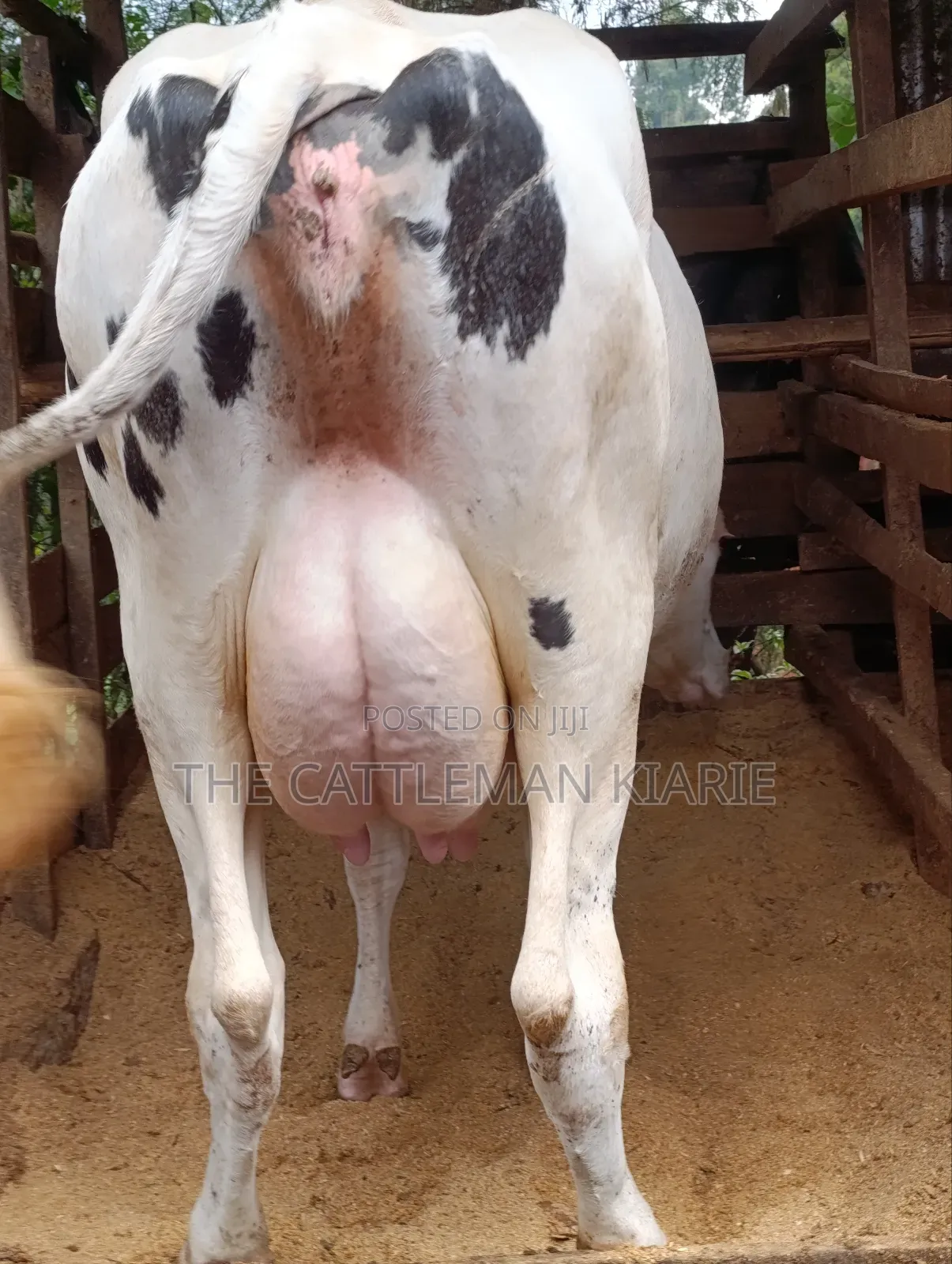 Holstein Dairy Cow