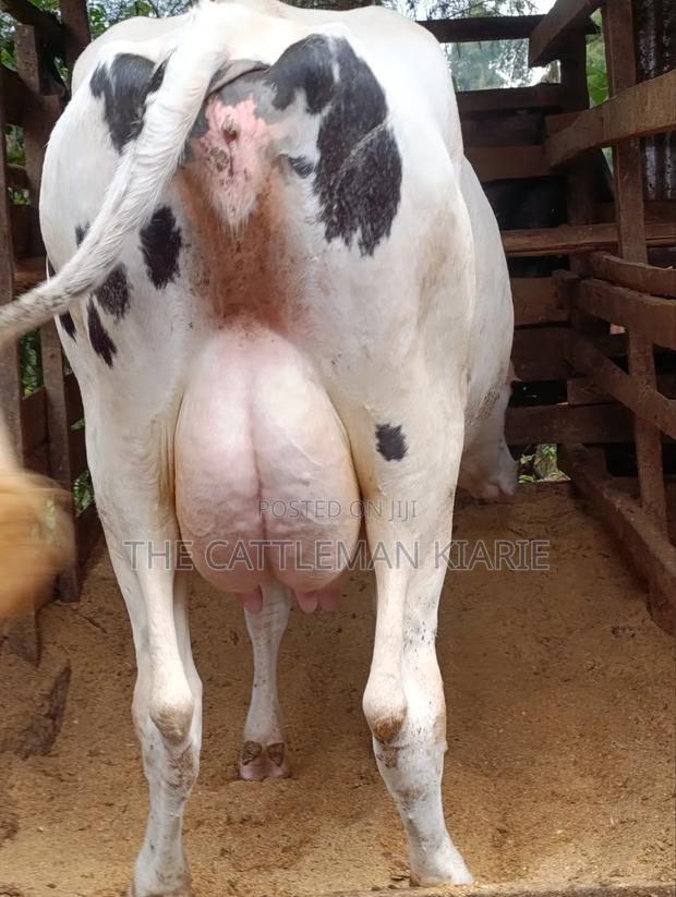 Holstein Dairy Cow - thumbnail 2