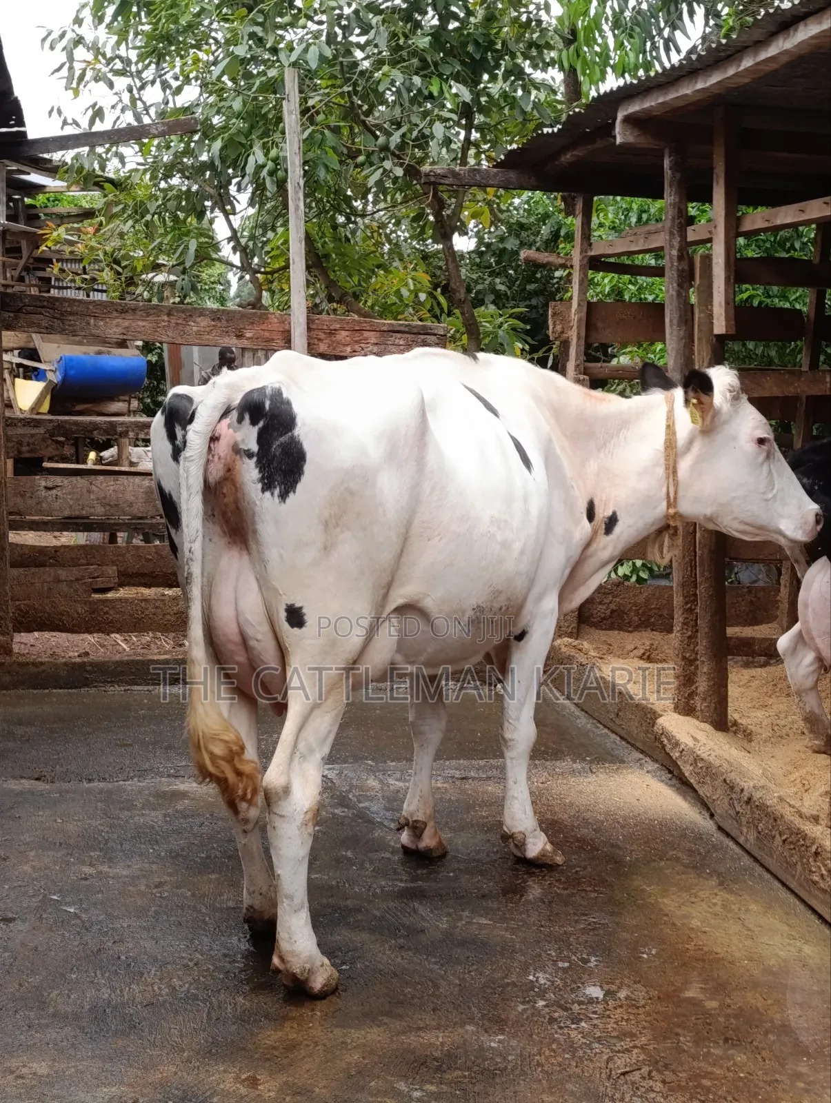 Holstein Dairy Cow