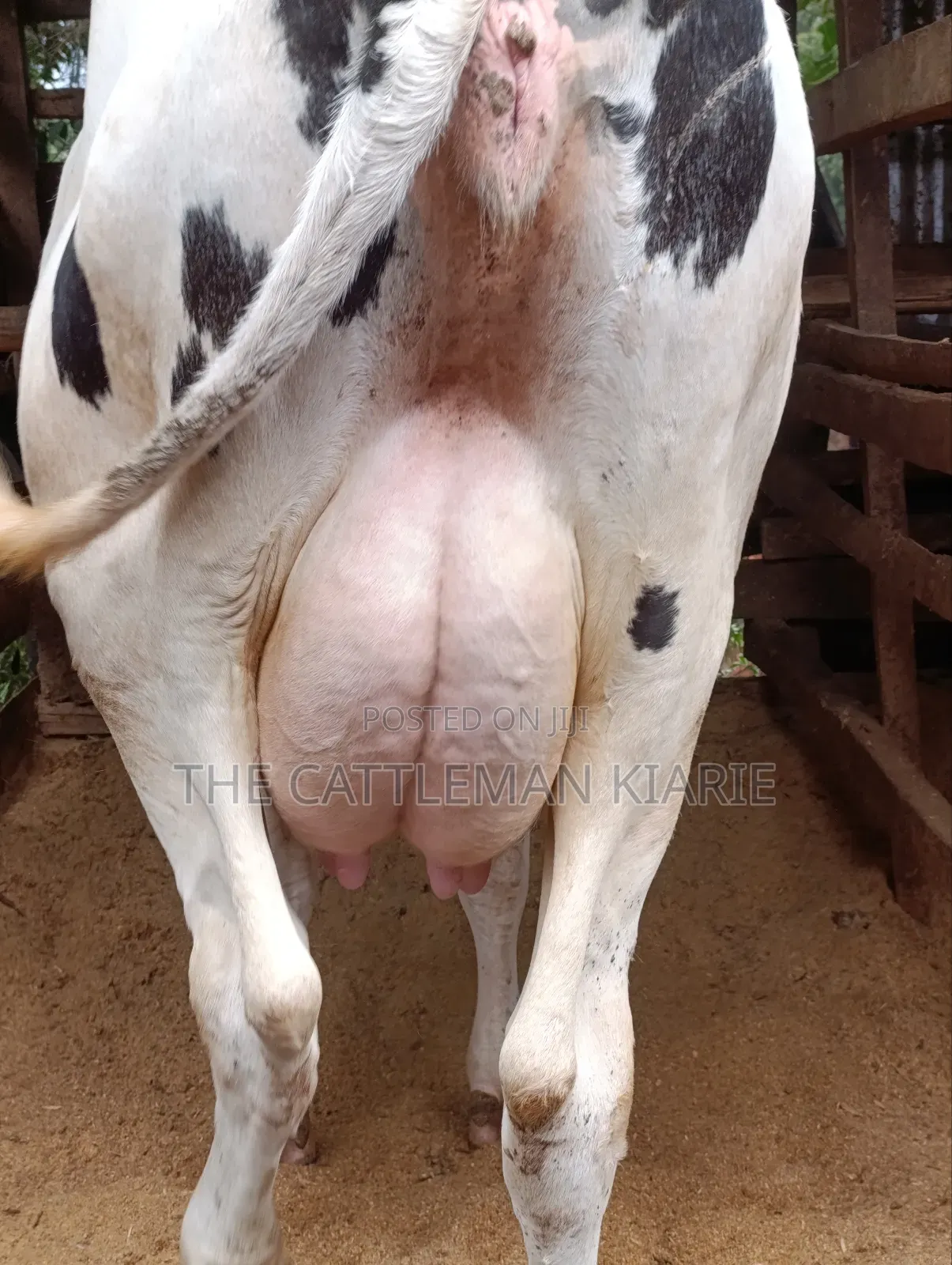 Holstein Dairy Cow