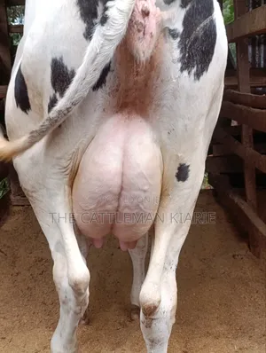 Holstein Dairy Cow