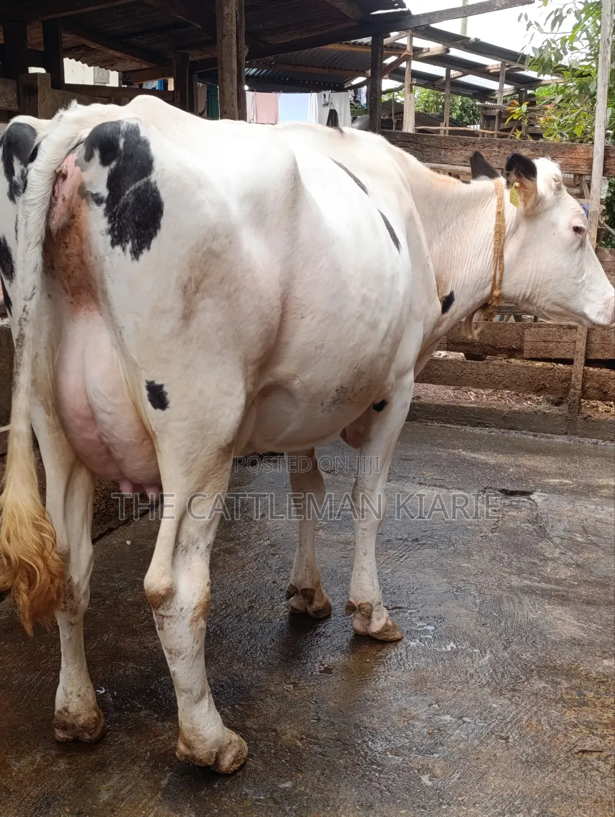 Holstein Dairy Cow