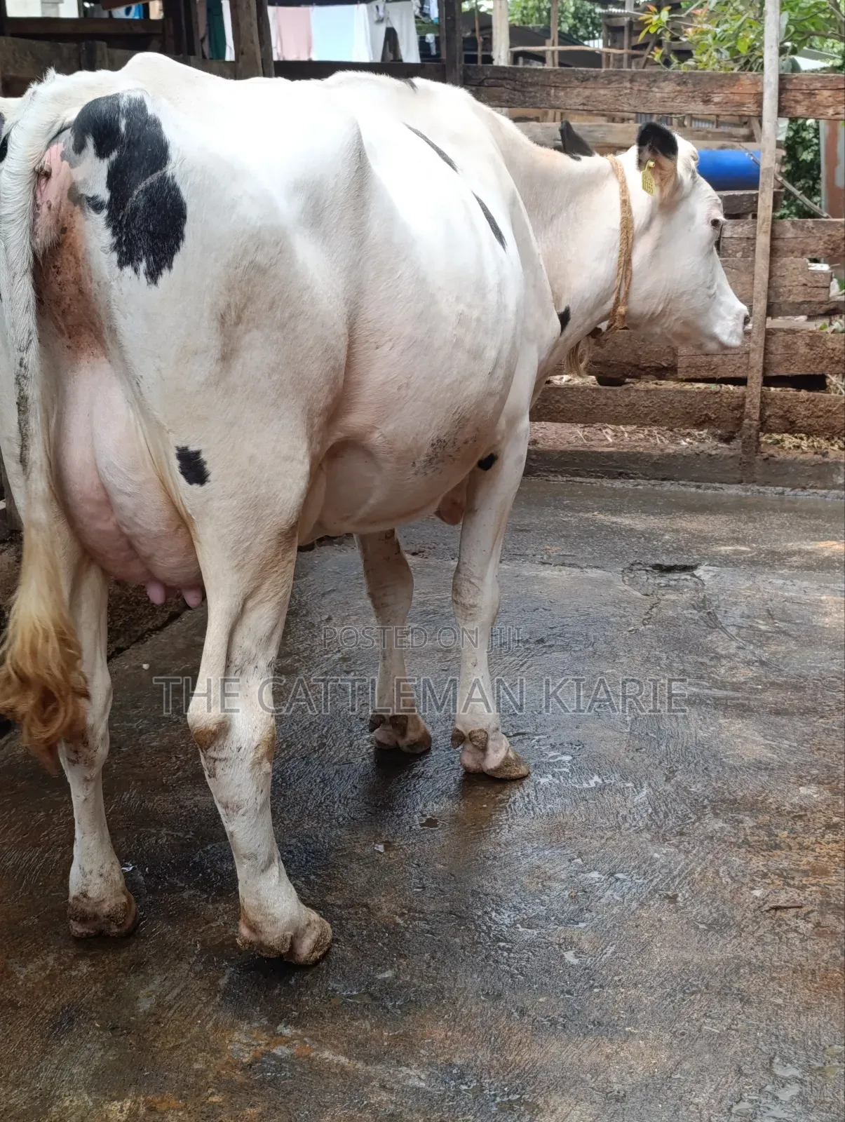 Holstein Dairy Cow