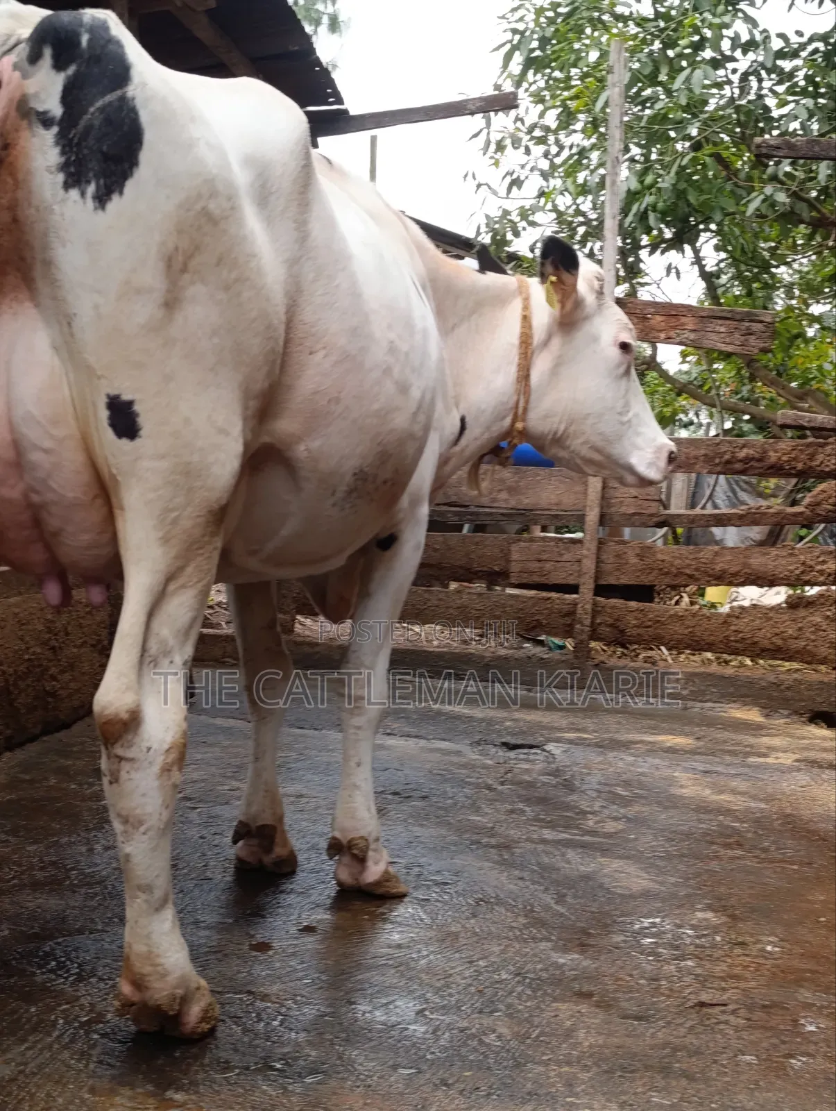 Holstein Dairy Cow