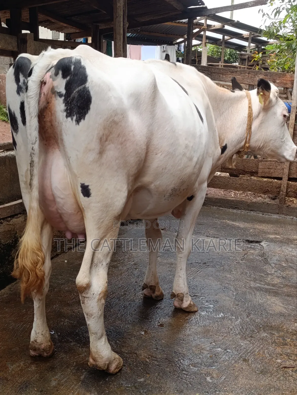 Holstein Dairy Cow