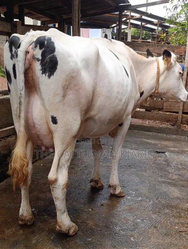 Holstein Dairy Cow - thumbnail 8