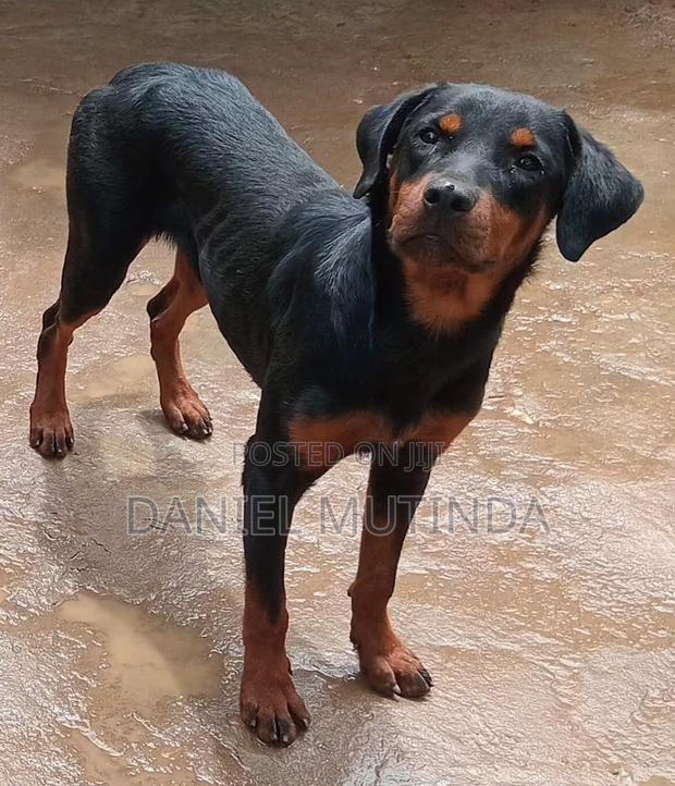 6-12 months Male Purebred Rottweiler - main view