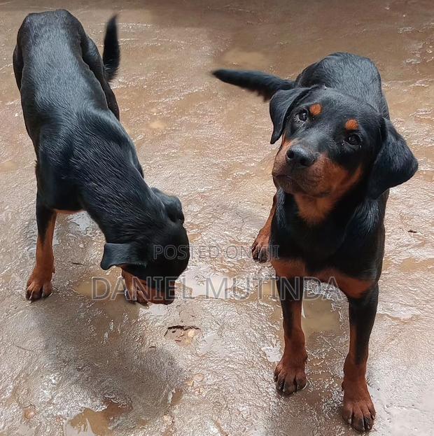 6-12 months Male Purebred Rottweiler - thumbnail 2