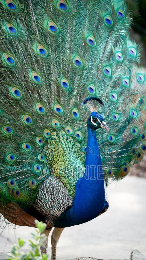 Peacocks In Kenya, Machakos - main view