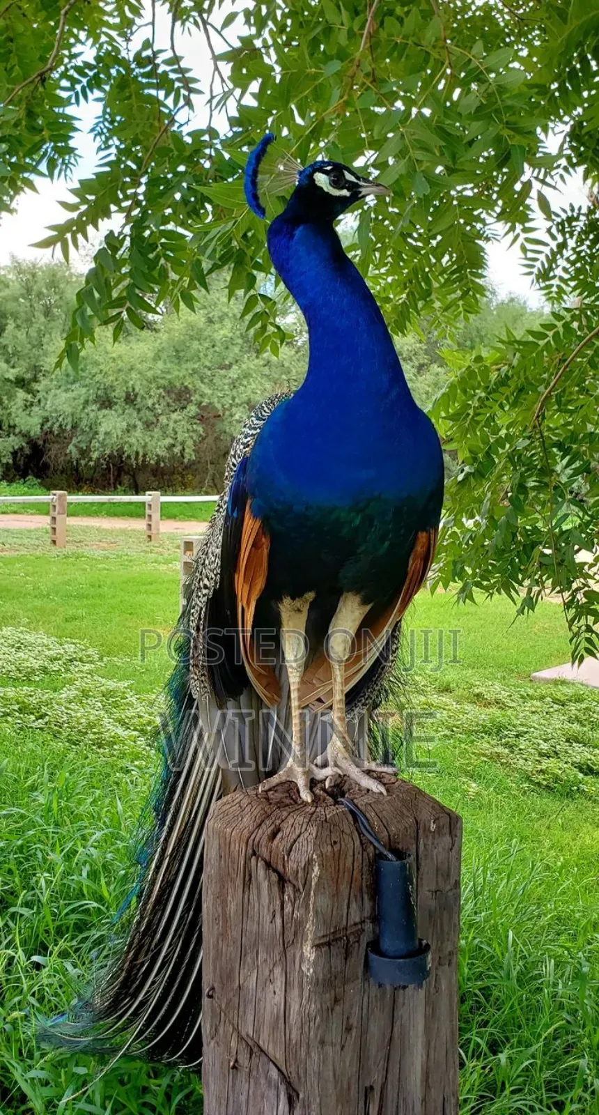 Peacocks in Kenya,