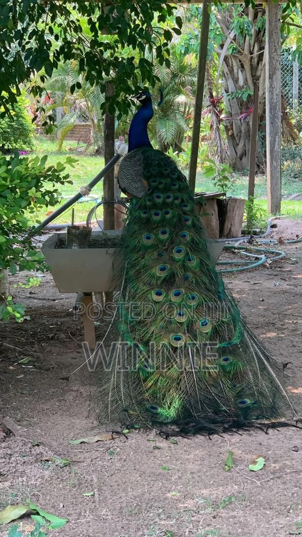 Peacocks In Kenya, Machakos - thumbnail 4