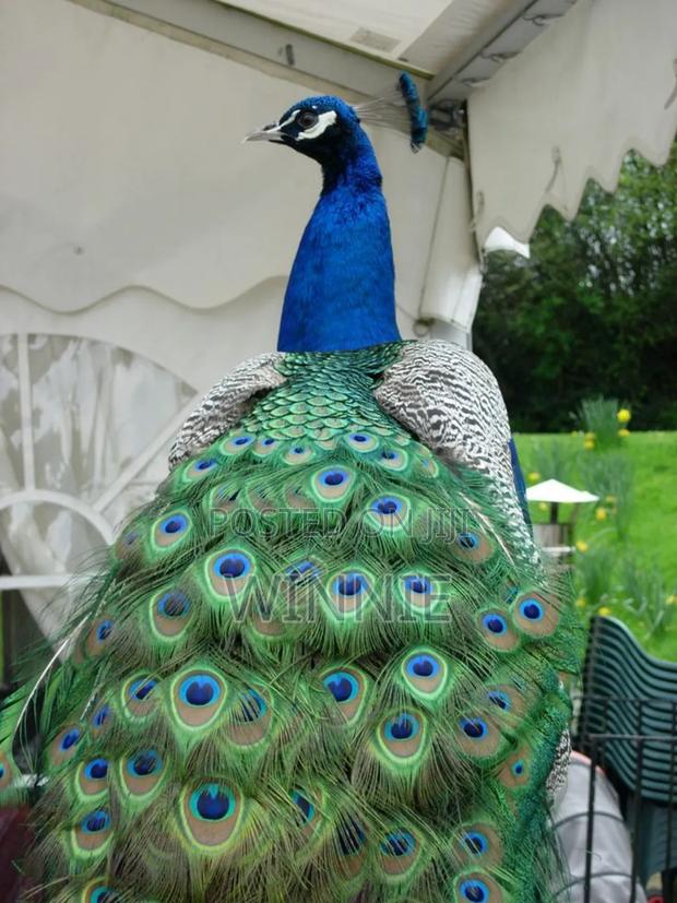 Peacocks In Kenya, Machakos - thumbnail 5