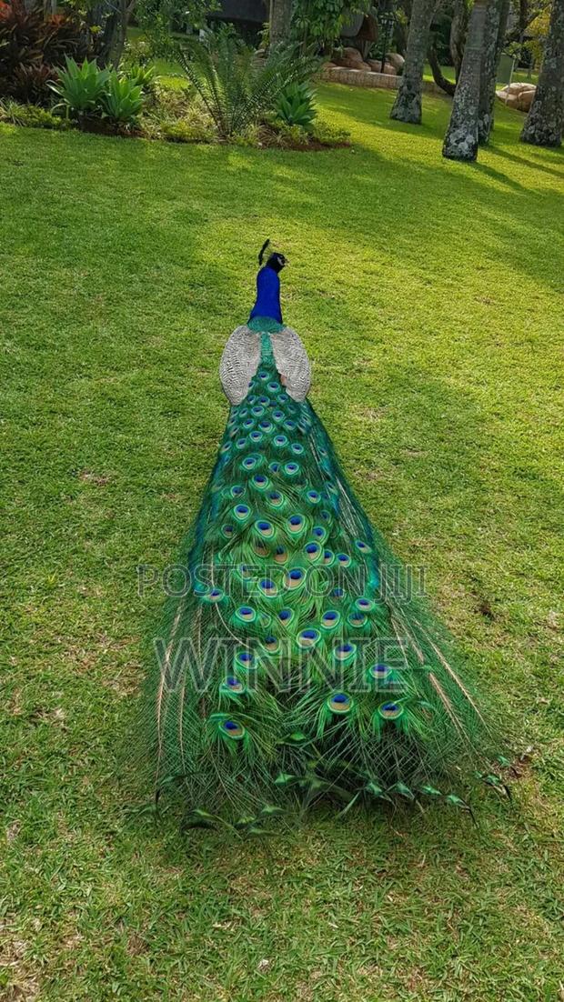 Peacocks In Kenya, Machakos - thumbnail 6