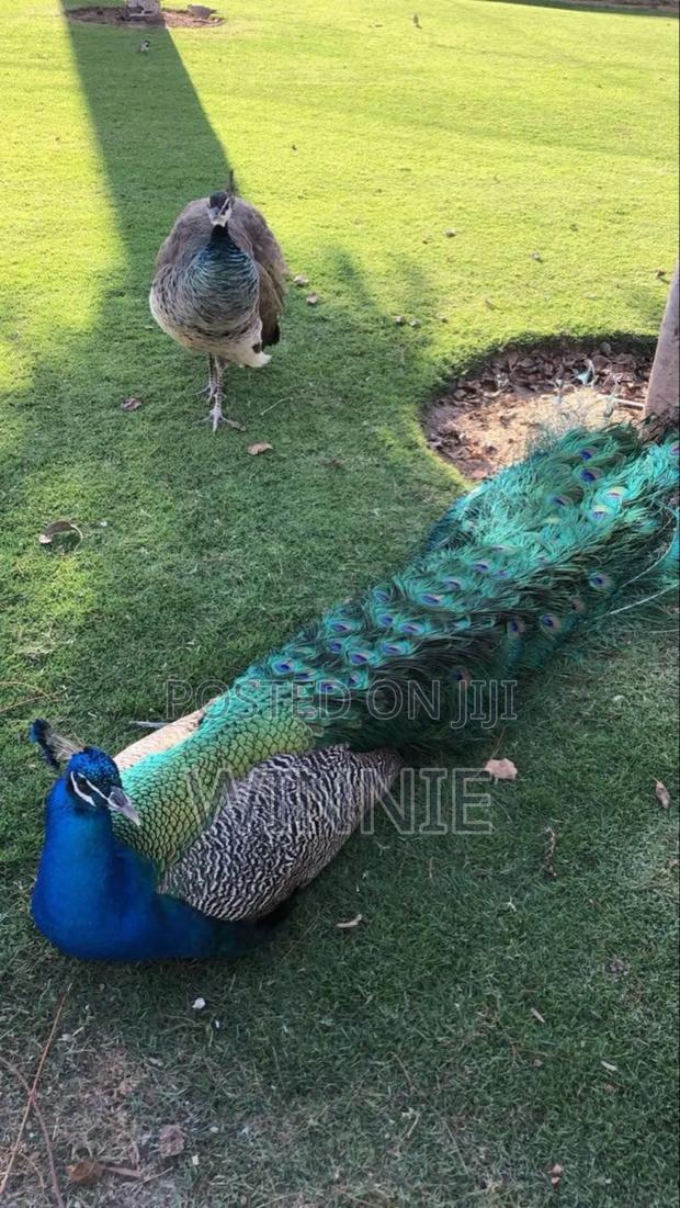 Peacocks In Kenya, Machakos - thumbnail 7