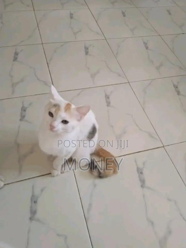 3-6 months Male Mixed Breed American Shorthair