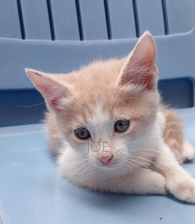 3-6 months Female Mixed Breed Orange cat - main view