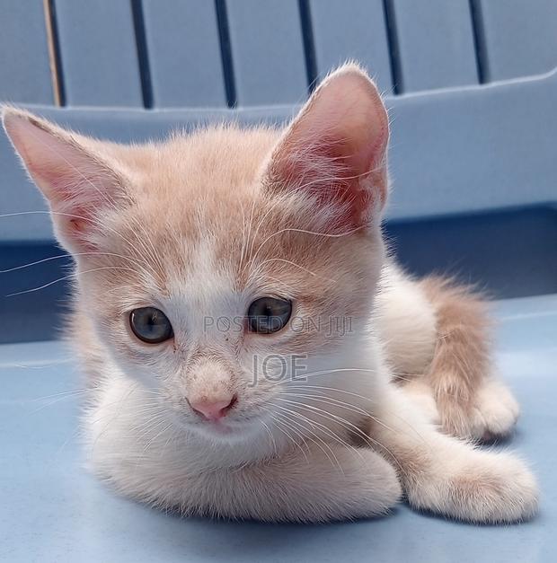 3-6 months Female Mixed Breed Orange cat - thumbnail 3