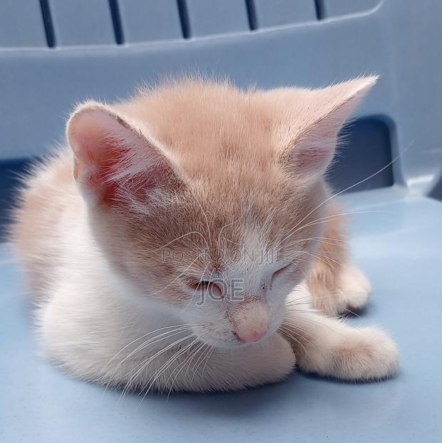 3-6 months Female Mixed Breed Orange cat - thumbnail 4