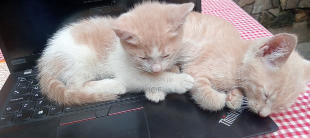 3-6 months Female Mixed Breed Orange cat - thumbnail 5