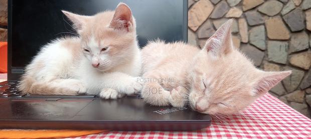 3-6 months Female Mixed Breed Orange cat - thumbnail 6