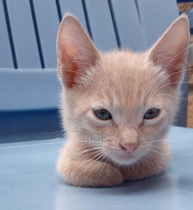 3-6 months Male Mixed Breed Tabby - main view