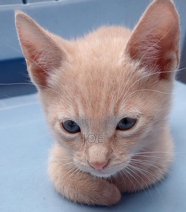 3-6 months Male Mixed Breed Tabby - thumbnail 3